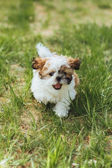 perrito shih tzu