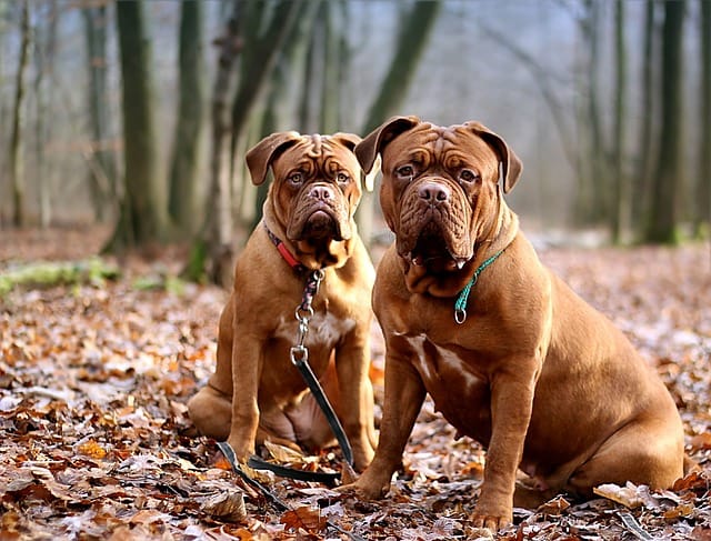 DOS DOGOS DE BURDEOS