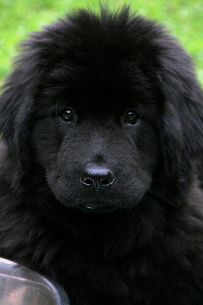 cachorro terranova
