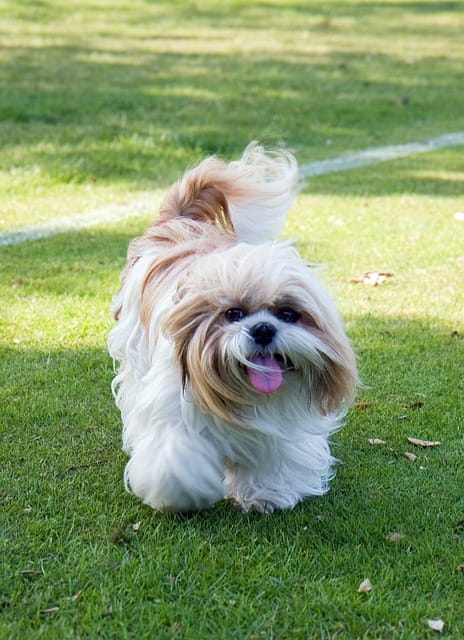 perro shih tzu