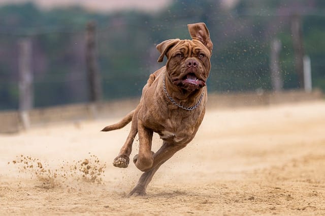 DOGO CORRIENDO