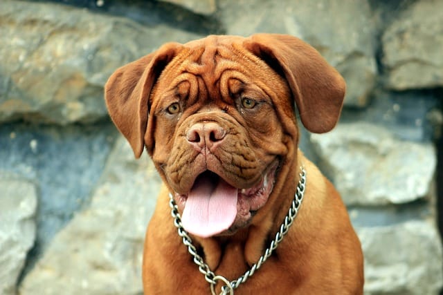 DOGO BURDEOS