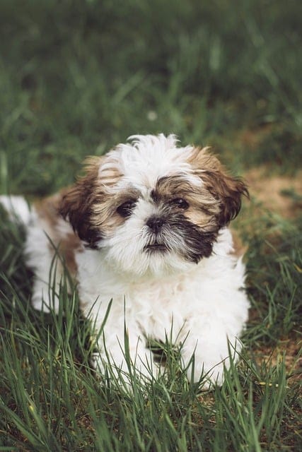 shih tzu