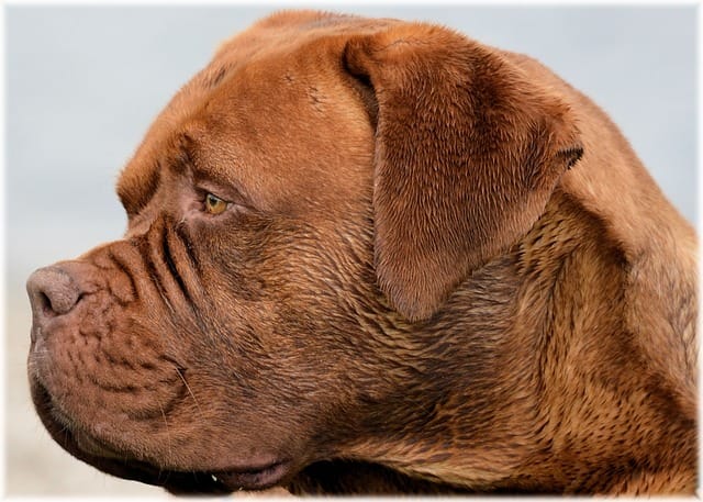 CABEZA DOGO