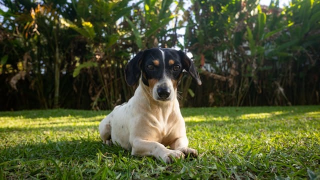 perro bodeguero