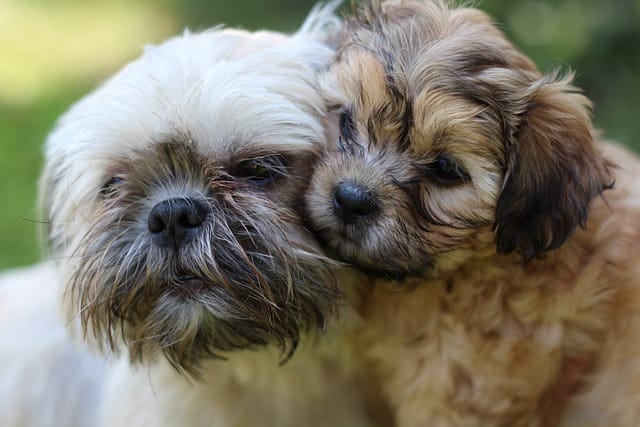 perro shih tzu