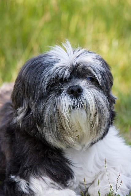 shih tzu