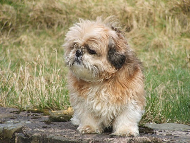 raza shih tzu