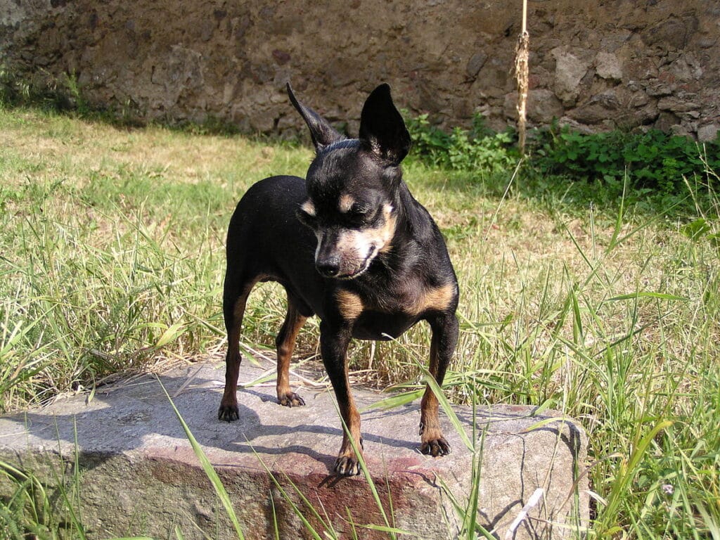 perro ratonero