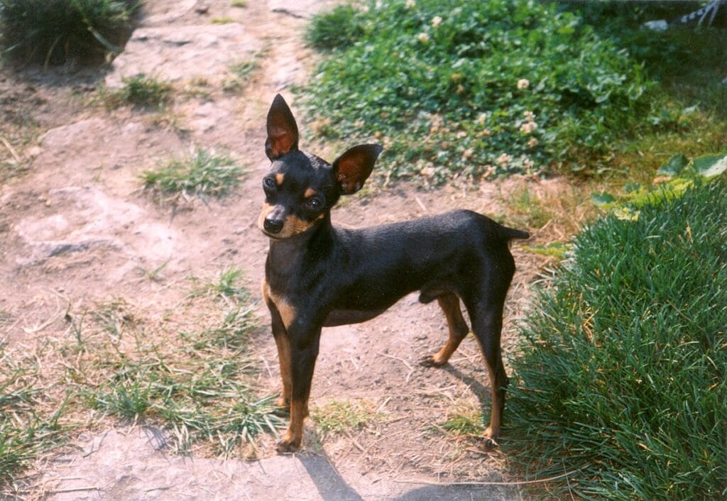 ratonero