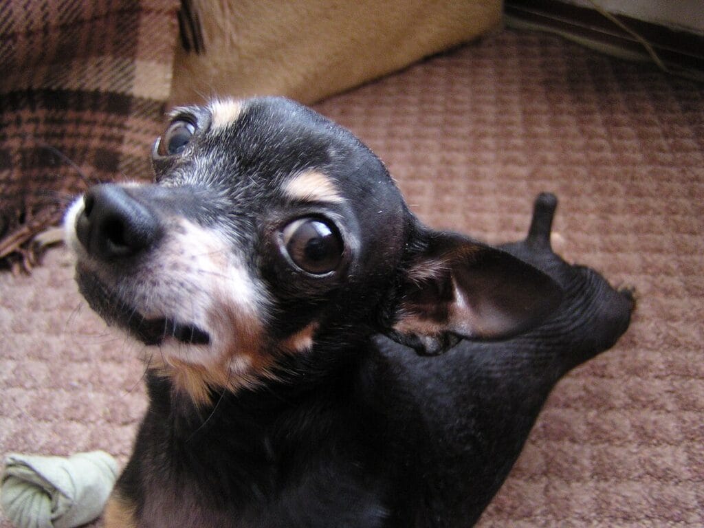 ratonero