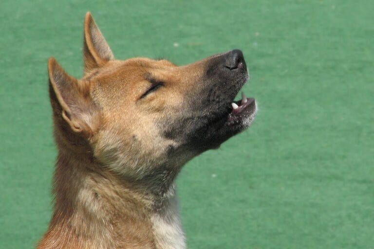 perro cantor