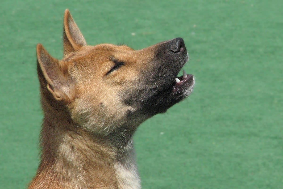 perro cantor