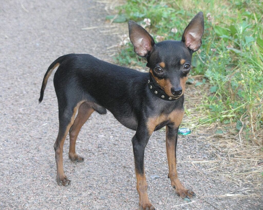raza ratonero