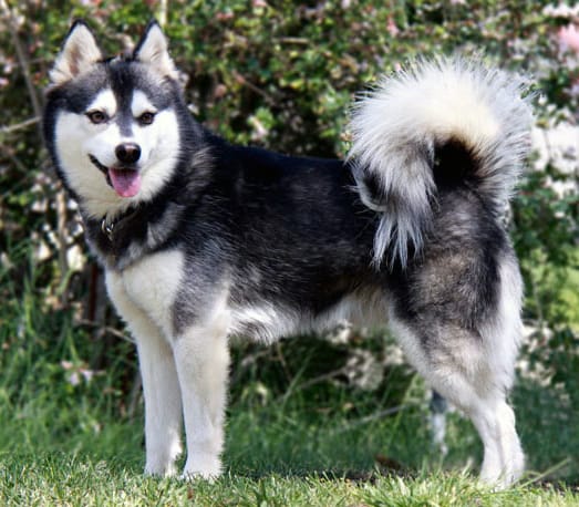 alaskan klee