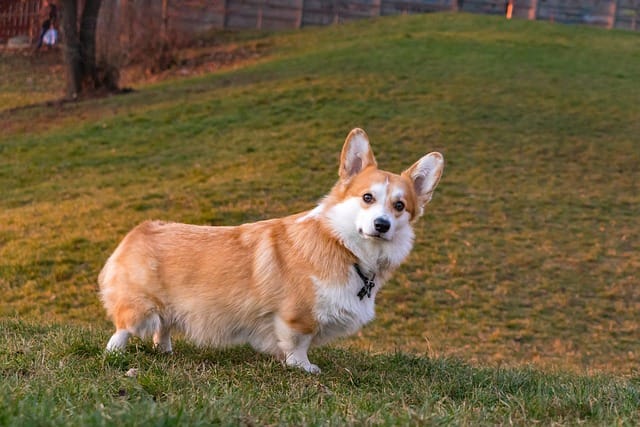 welsh corgi