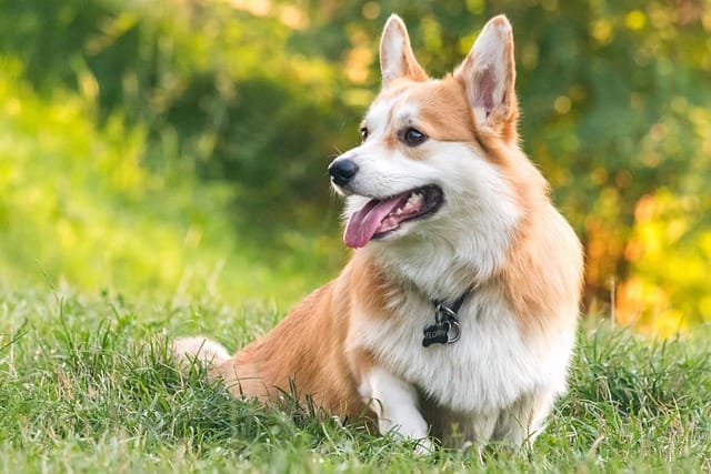 corgi atento