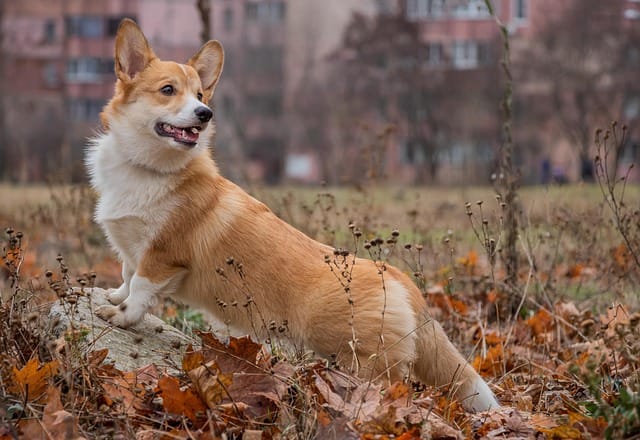 raza perro corgi