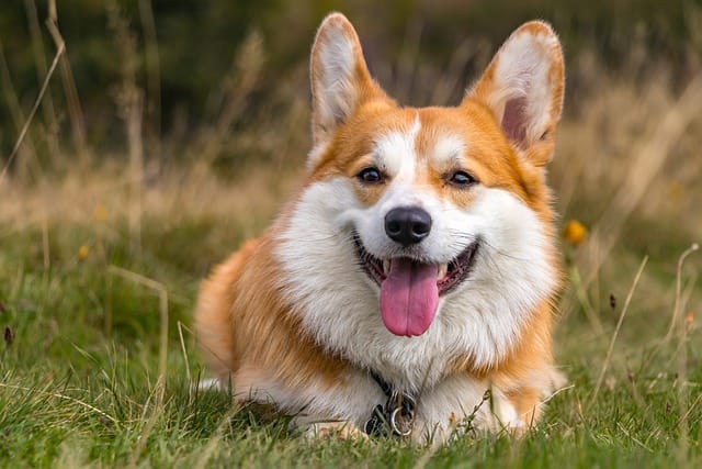welsh corgi descansando