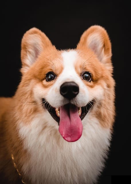 welsh corgi