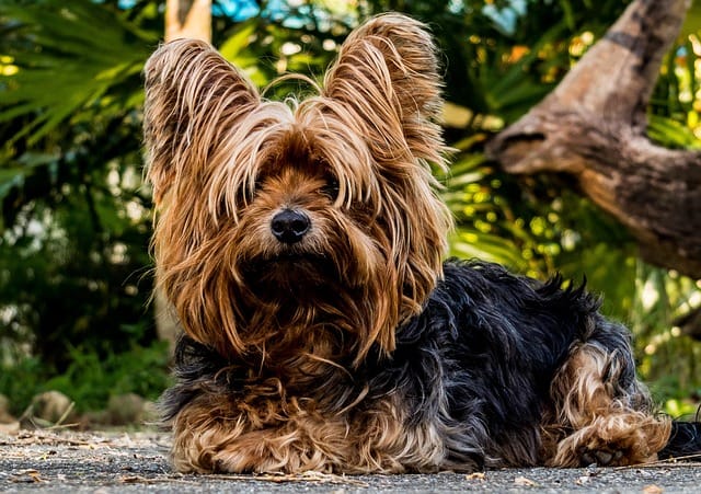 raza yorkshire