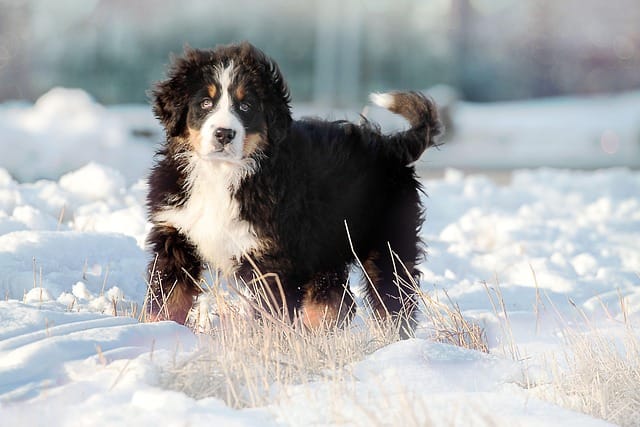 boyero en la nieve
