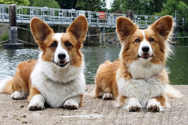 dos welsh corgi