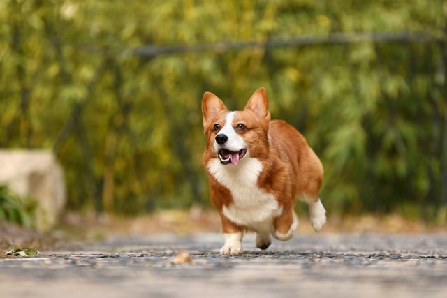corgi corriendo