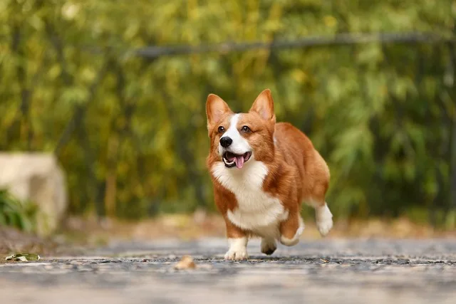 corgi corriendo