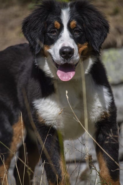 perro boyero