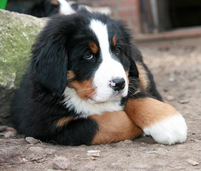 cachorro boyero