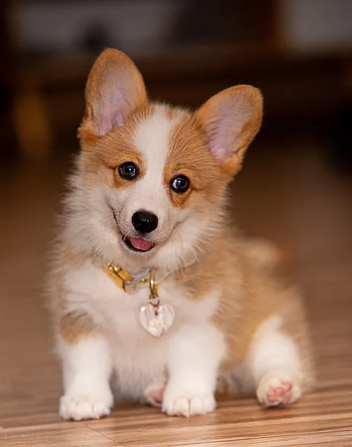 cachorro welsh