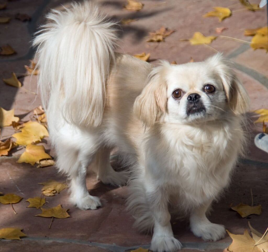perro pekines