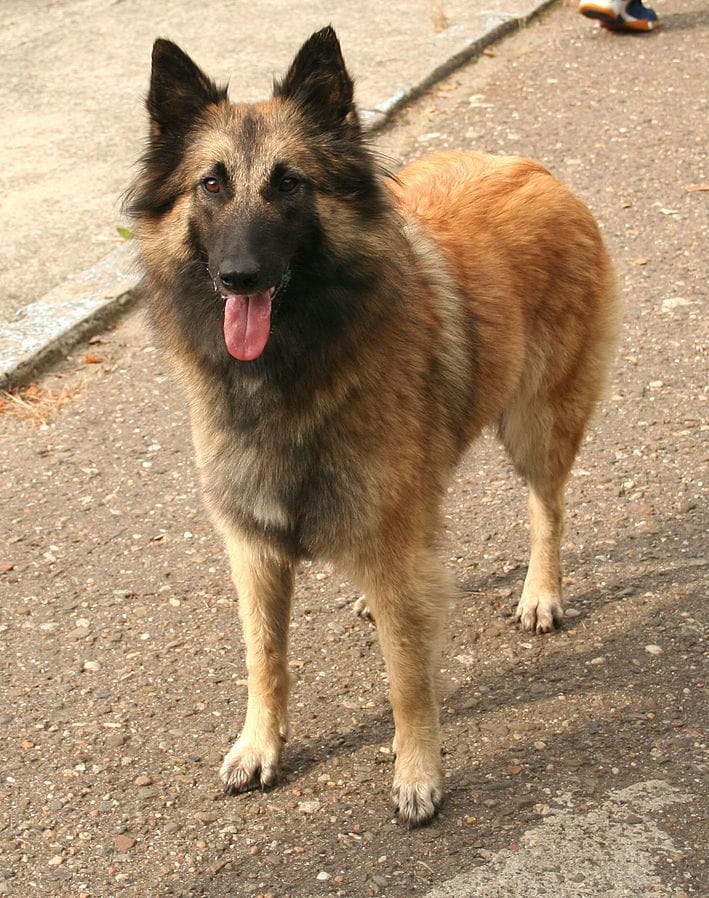 belga tervueren