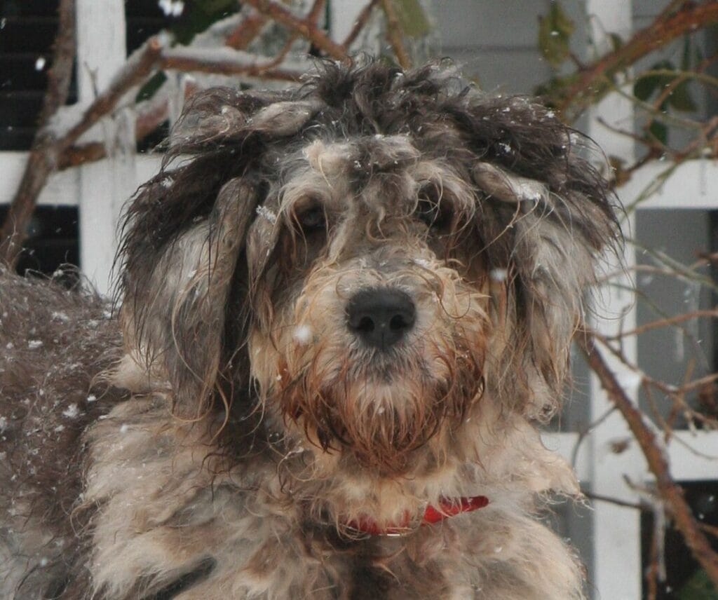 perro joven bergamasco