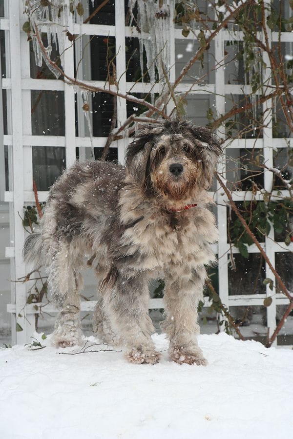 perro bergamasco