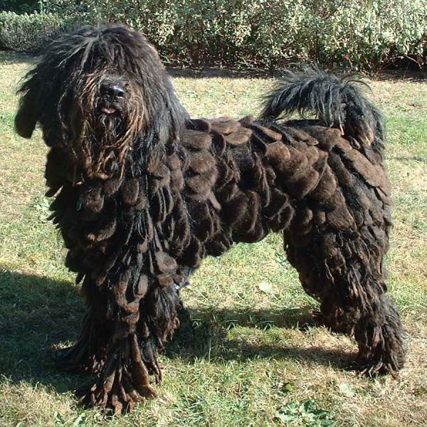 perro bergamasco