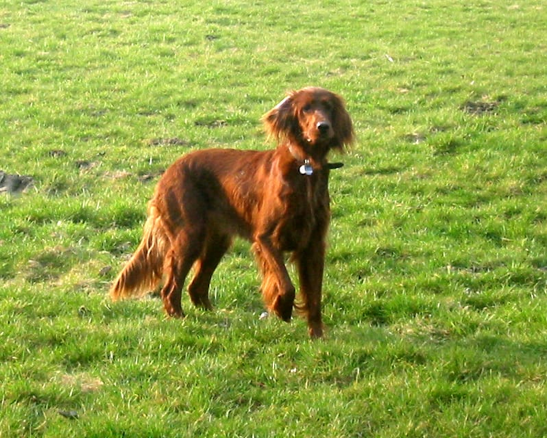 setter en el campo