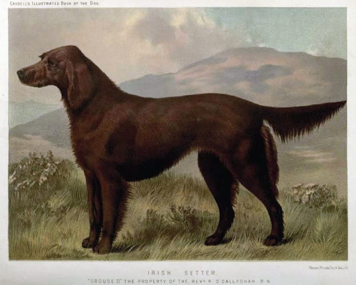 setter irlandés