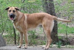 perro chinook
