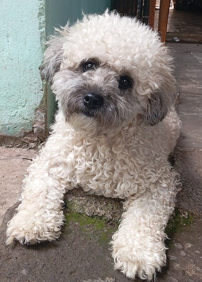 perro caniche