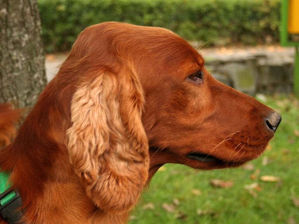 raza setter irlandés