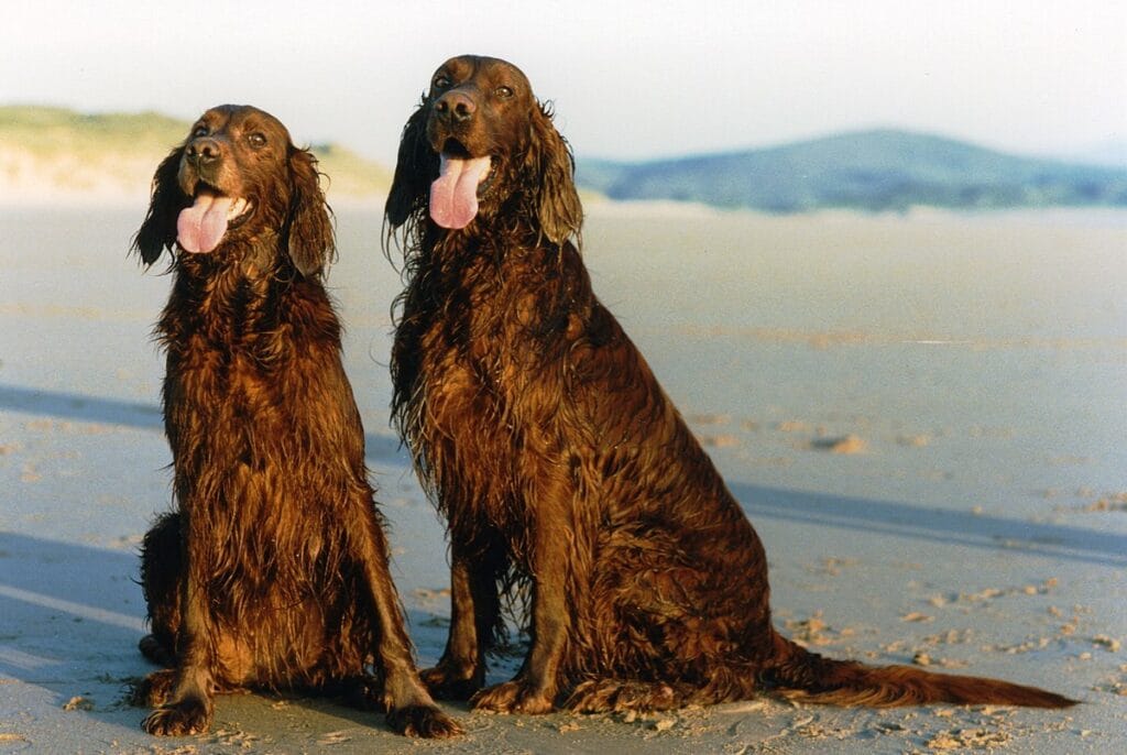 pareja de setter