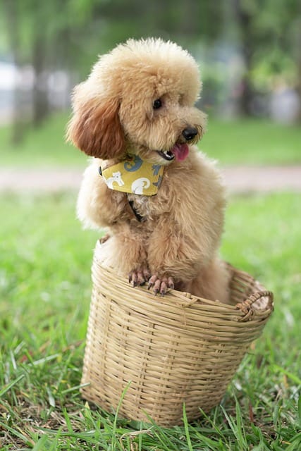 caniche en cesta
