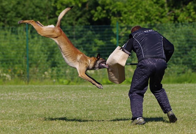 belga malinois