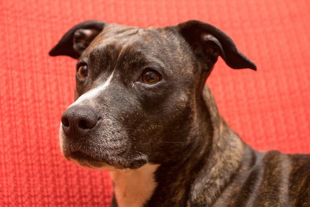 american staffordshire