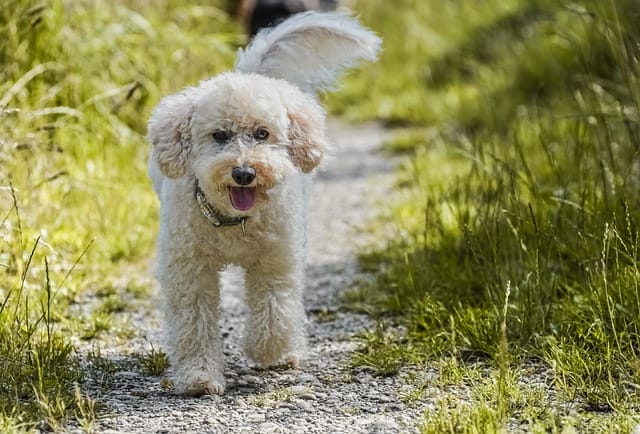 perrito caniche