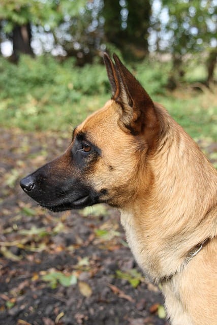 pastor malinois