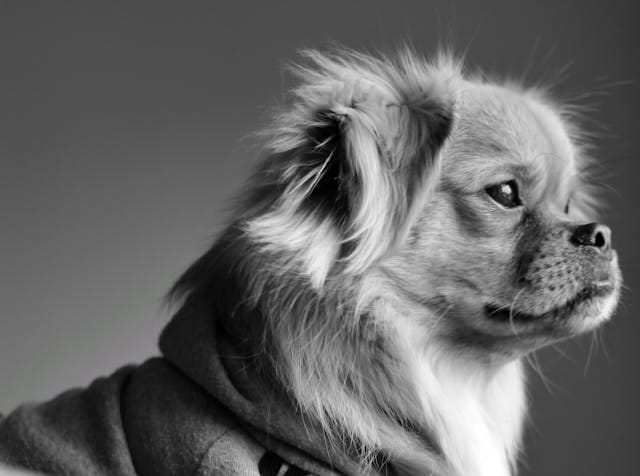 pekinés