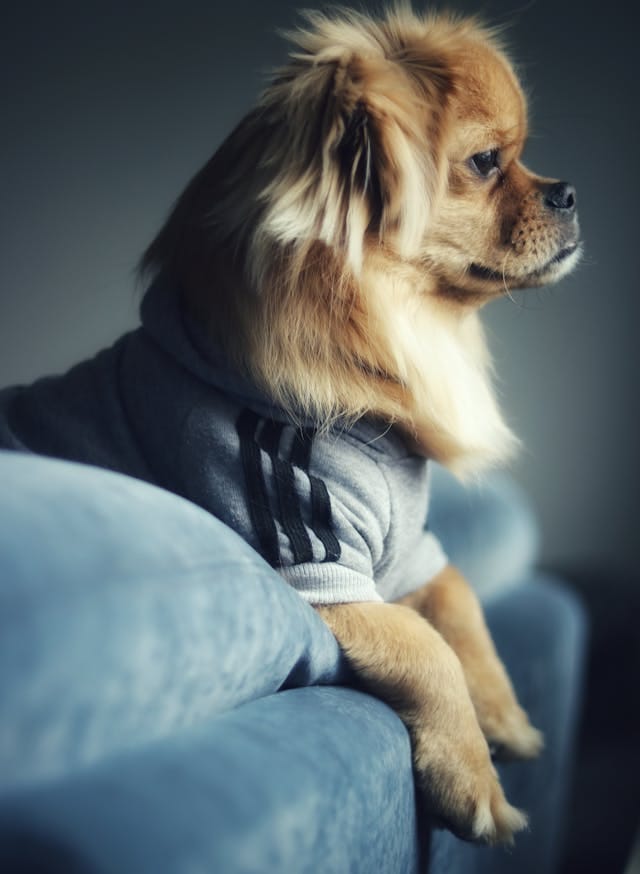 perro pekinés